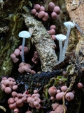 Arcyria incarnata vergesellschaftet mit Pilzen und weiteren Myxomyceten